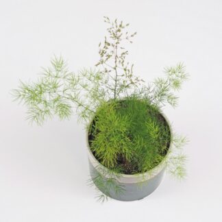 asparagus umbellatus pokojovka