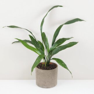 aspidistra elatior milky way velka