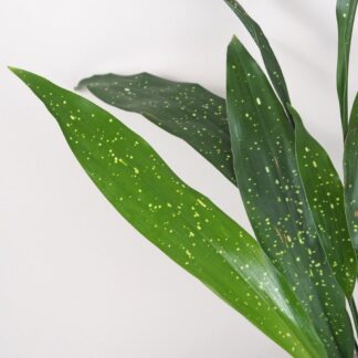 Aspidistra elatior ‘Milky Way’ velká aspidistra elatior milky way velka