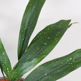 Aspidistra elatior ‘Milky Way’ velká aspidistra elatior milky way velka