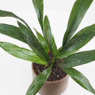 Aspidistra elatior ‘Milky Way’ velká aspidistra elatior milky way velka