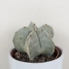 Kaktus Astrophytum myriostigma astrophytum myriostigma kaktus