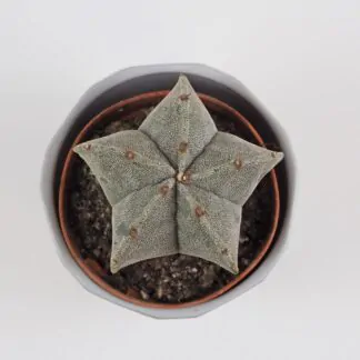 astrophytum myriostigma kaktus