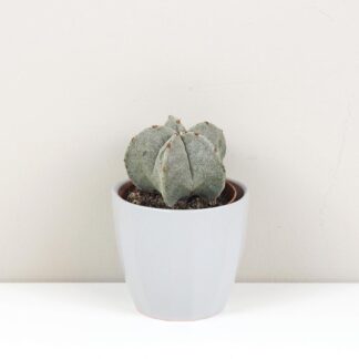 Kaktus Astrophytum myriostigma astrophytum myriostigma kaktus