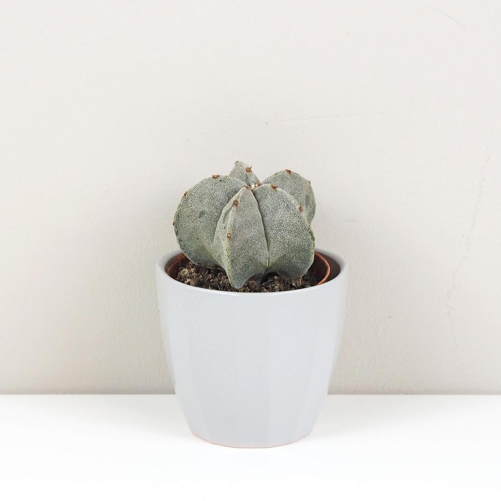 Kaktus Astrophytum myriostigma astrophytum myriostigma kaktus