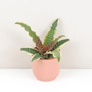 10 rostlin bezpečných pro domácí zvířátka cryptanthus bivittatus elaine