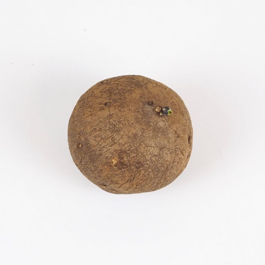 Stephania erecta hlíza hliza stephania erecta