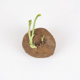 Stephania erecta hlíza hliza stephania erecta