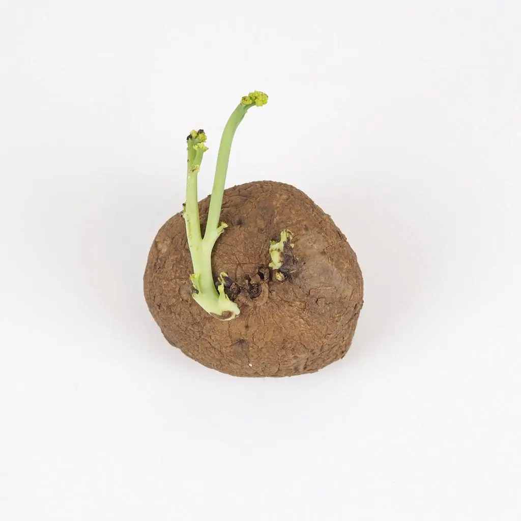 Stephania erecta hlíza hliza stephania erecta