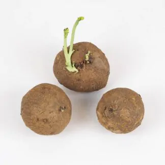 Stephania erecta hlíza hliza stephania erecta