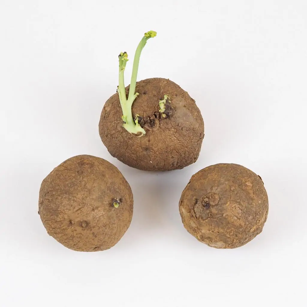 Stephania erecta hlíza hliza stephania erecta