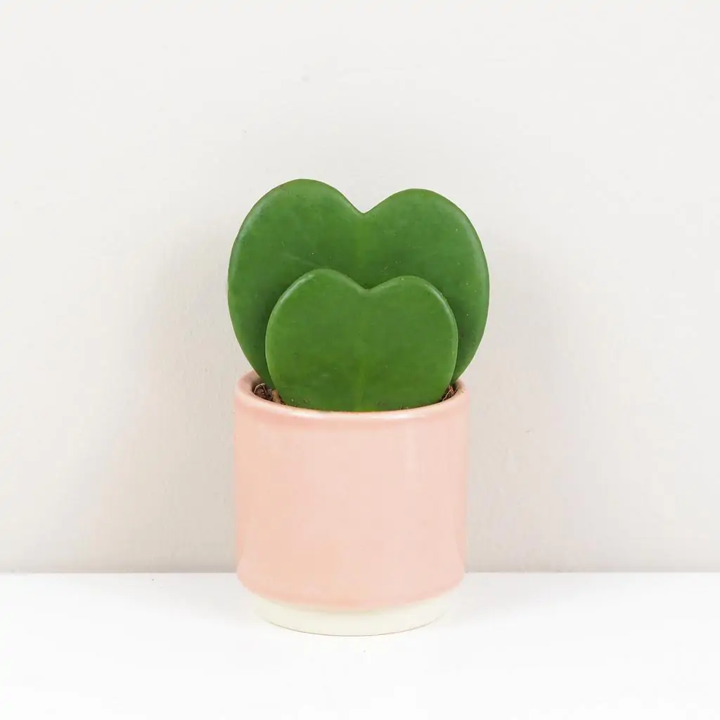Hoya kerrii pár hoya kerri