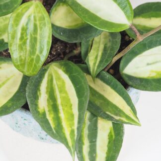Hoya latifolia ‘Pot Of Gold’ hoya latifolia pot of gold voskovka popinava panasovana pokojovka