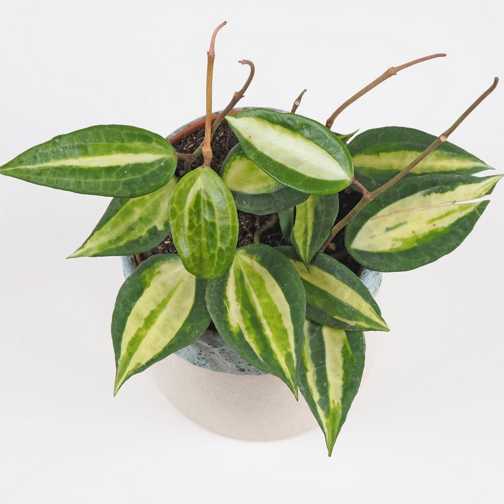 Hoya latifolia ‘Pot Of Gold’ hoya latifolia pot of gold voskovka popinava panasovana pokojovka