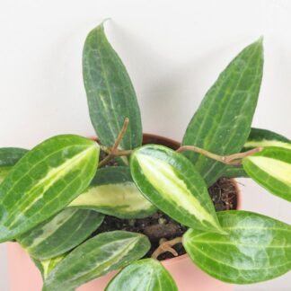 Hoya latifolia ‘Pot Of Gold’ hoya latifolia pot of gold voskovka popinava panasovana pokojovka