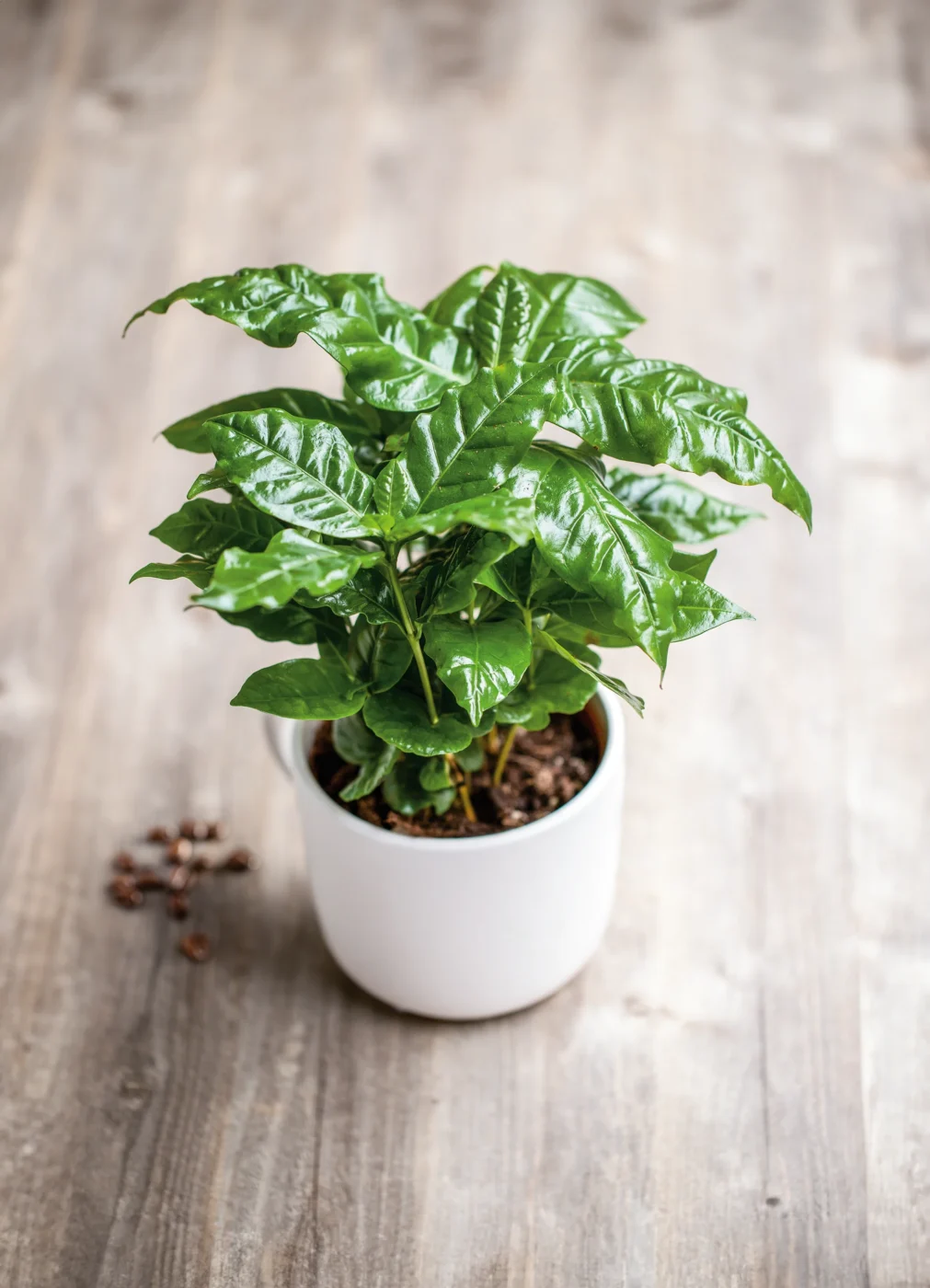 Kávovník: Praktické tipy pro pěstování v interiéru kavovnik coffea arabica jak pestovat navod