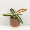 Labisia ‘Jabi Sunrise’ labisia jabi sunrise
