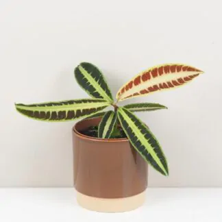 10 rostlin bezpečných pro domácí zvířátka labisia jabi sunrise