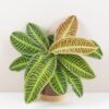 Labisia ‘Japonica’ labisia japonica