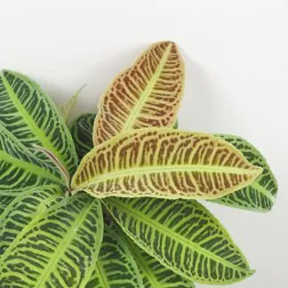 labisia japonica