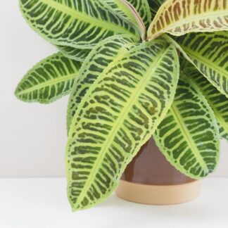 Labisia ‘Japonica’ labisia japonica