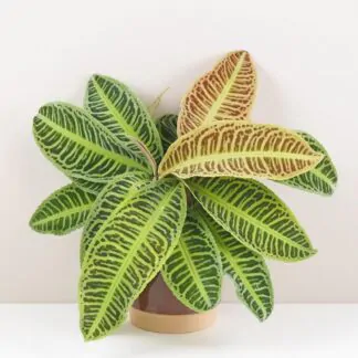 Pokojové rostliny, řasokoule a příslušenství labisia japonica