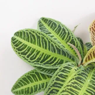 labisia japonica