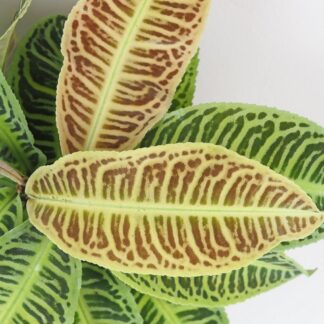 Labisia ‘Japonica’ labisia japonica