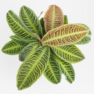 labisia japonica