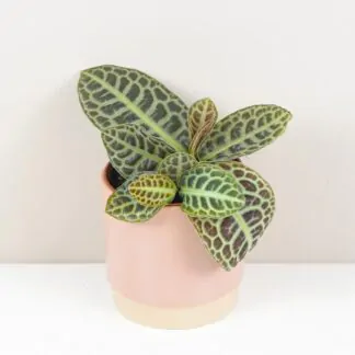 10 rostlin bezpečných pro domácí zvířátka labisia turtle back