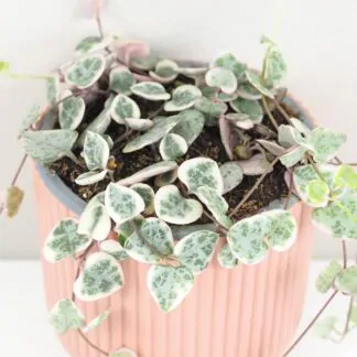Svícník / Ceropegia woodii ‘Variegata’ střední lampasik ceropegia woodi variegata panasovana tahava rastlina srdiecka string of hearts