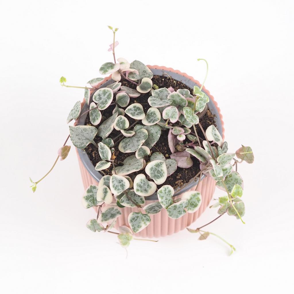 Svícník / Ceropegia woodii ‘Variegata’ střední lampasik ceropegia woodi variegata panasovana tahava rastlina srdiecka string of hearts