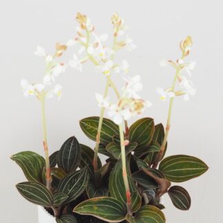 Ludisia discolor ludisia discolor orchidej jewel orchid netradiční pokojová rostlina plantizia