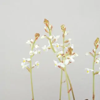 ludisia discolor orchidej jewel orchid netradiční pokojová rostlina plantizia
