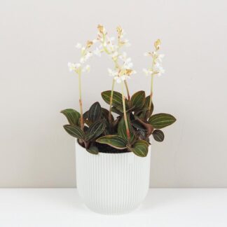 Ludisia discolor ludisia discolor orchidej jewel orchid netradiční pokojová rostlina plantizia
