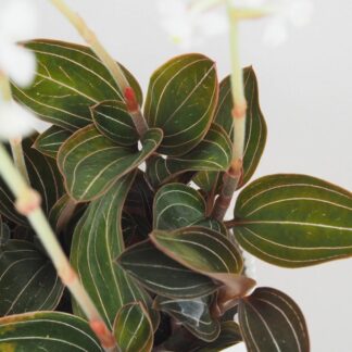 Ludisia discolor ludisia discolor orchidej jewel orchid netradiční pokojová rostlina plantizia