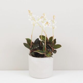 Ludisia discolor ludisia discolor orchidej jewel orchid netradiční pokojová rostlina plantizia