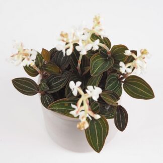 ludisia discolor orchidej jewel orchid netradiční pokojová rostlina plantizia