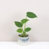 Monstera deliciosa baby monstera deliciosa baby mala nenarocna pokojovka