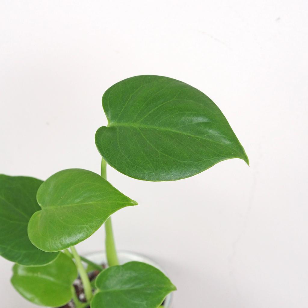Monstera deliciosa baby monstera deliciosa baby mala nenarocna pokojovka