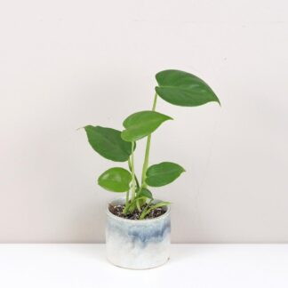 monstera deliciosa baby mala nenarocna pokojovka