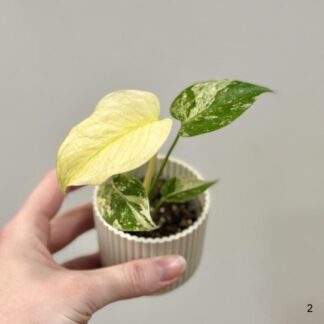 Monstera deliciosa ‘Mint’ baby monstera deliciosa mint variegated