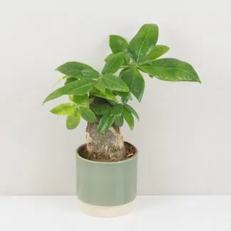 10 rostlin bezpečných pro domácí zvířátka pachira aquatica na kmeni