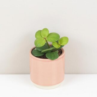 Peperomie tetraphylla ‘Hope’ malá peperomia hope mala