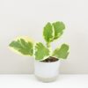 Peperomie obtusifolia ‘Variegata’ malá peperomia obtusifolia variegata mala panasovana