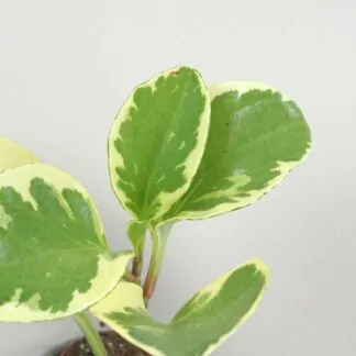 Peperomie obtusifolia ‘Variegata’ malá peperomia obtusifolia variegata mala panasovana