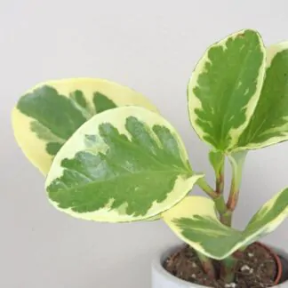 Peperomie obtusifolia ‘Variegata’ malá peperomia obtusifolia variegata mala panasovana