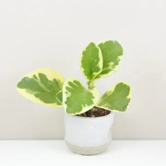 Pokojové rostliny, řasokoule a příslušenství peperomia obtusifolia variegata mala panasovana