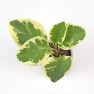 Peperomie obtusifolia ‘Variegata’ malá peperomia obtusifolia variegata mala panasovana