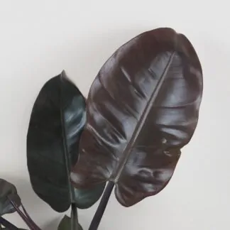 philodendron black cardinal velky cerny filodendron